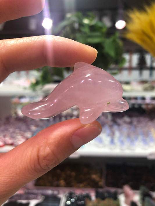 Dolphin