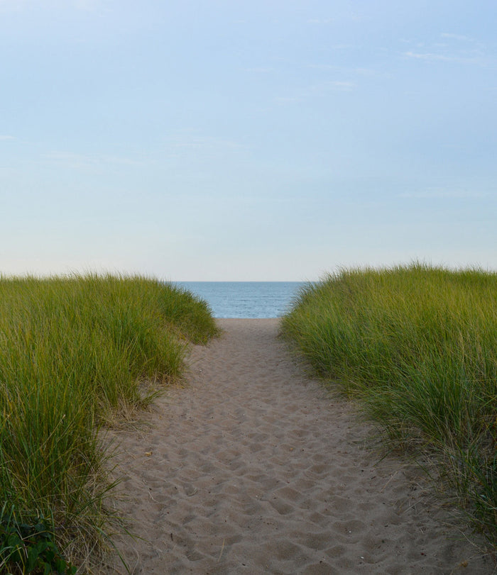 BEACH PINE