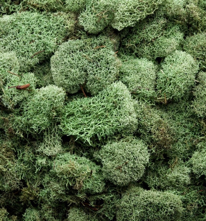 Super Moss Preserved Reindeer Moss