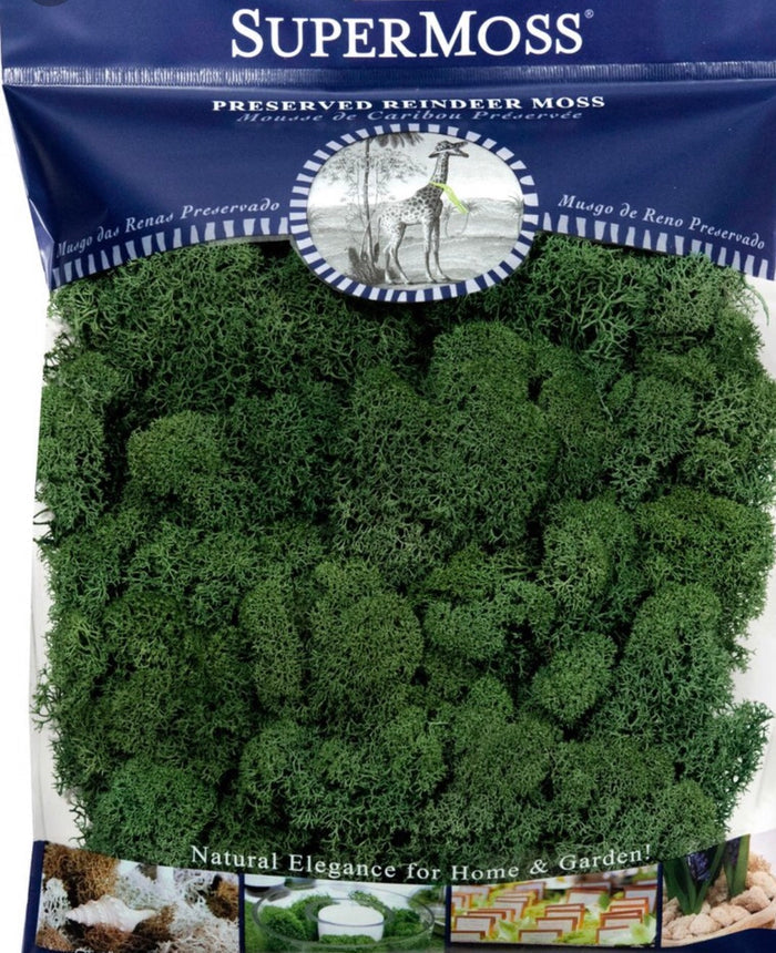 Super Moss Preserved Reindeer Moss