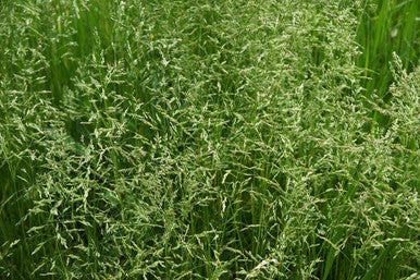 Teton II Endophyte Free Tall Fescue Seeds - Seed World